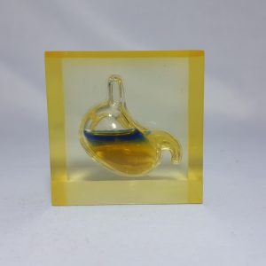 Acrylic Paperweight Stomach Design